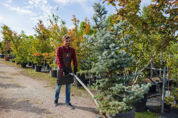 Best Tree Removal  in Norwich, NY